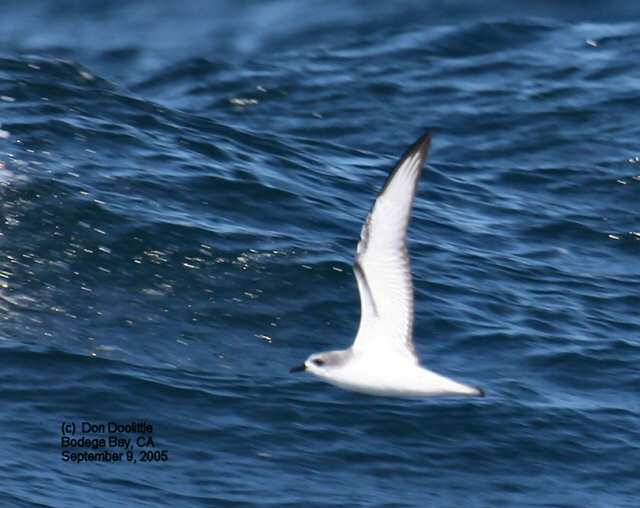 Cook's Petrel